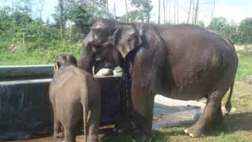 Aek Nauli Elephant Conservation Camp Dorong Kunjungan Wisatawan ke Danau Toba